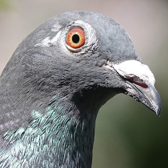 racing pigeon